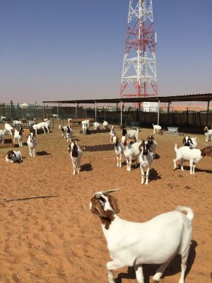Boer goats in a sand paddock at a Markad facility