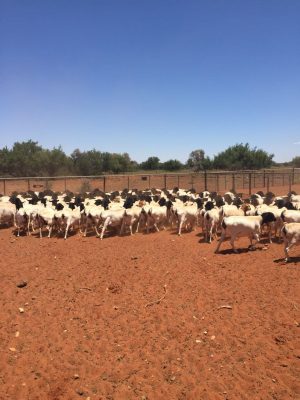 Large herd of black-head Dorper sheep on red sand