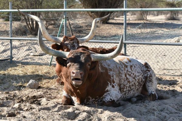 Longhorn cattle resting in a shaded desert pen
