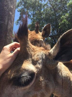 Keeper caring for a young giraffe